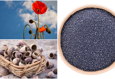 МАЛО УЛАГАЊА, ВЕЛИКА ЗАРАДА Килограм ове биљке продаје се за 1.000 динара ДОЗВОЛУ ЗА УЗГОЈ ЛАКО ЋЕТЕ ДОБИТИ