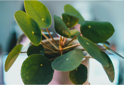 БИЉКА БОГАТСТВА УСПЕВА САМО ДОБРИМ ЉУДИМА Потребна је минимална брига, а доноси обиље и благостање