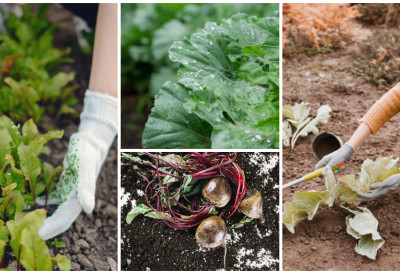 ОВО ПОВРЋЕ ЈЕ ОТПОРНО НА МРАЗ И ОБЕЗБЕЂУЈЕ СТАБИЛНУ ЗАРАДУ! Преживљава минусе, лако се гаји без грејања и пластеника, а доноси сигуран приход