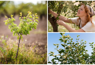ОВА БИЉКА ЖИВИ 100 ГОДИНА А ДОНОСИ ЕКСТРА ЗАРАДУ! Дејан открива како је могуће узгајати егзотично дрво и зарађивати деценијама