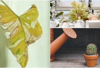 РЕДОВНО ИХ ЗАЛИВАТЕ, АЛИ БИЉКЕ ВАМ ЗИМИ КЛОНУ? Проблем није у води – решење се крије у свакој кухињи