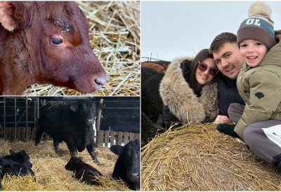 НИКОЛА ЈЕ СА 17 ГОДИНА ПОЧЕО БИЗНИС СА ШЕСТ ЈУНИЦА: Стадо му сада броји 30 врхунских крава које није лако набавити! Ово је прича младог сточара из Засавице