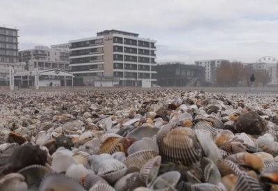 ОЛУЈА НА КОМШИЈСКОЈ ОБАЛИ ОСТАВИЛА ШОКАНТАН ПРИЗОР Море избацило хиљаде живуљки, међу њима и инвазивне азијске врсте – пејзаж спектакуларан али воњав
