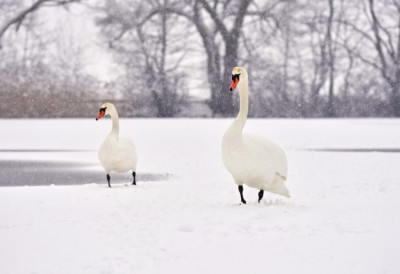 СТАРО ЈЕЗЕРО У КИКИНДИ ДОБИЛО НЕОБИЧНЕ ГОСТЕ Грађани и деца очарани призором