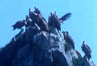 (ВИДЕО) Нико као природа! ВЕЛИЧАНСТВЕН ПРИЗОР У ПРИБОЈСКОЈ БАЊИ Јато белоглавих супова слетело на снег! Чаробни ЗИМСКИ ПЕЈЗАЖ какав се ретко виђа