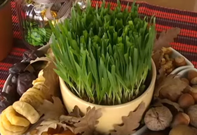 СИМБОЛ СРЕЋЕ И РОДНЕ ГОДИНЕ никако не сме да се баци! БОЖИЋНА ПШЕНИЦА СЕ ДАНАС ИЗНОСИ ИЗ КУЋЕ, а ево шта треба да урадите са њом!