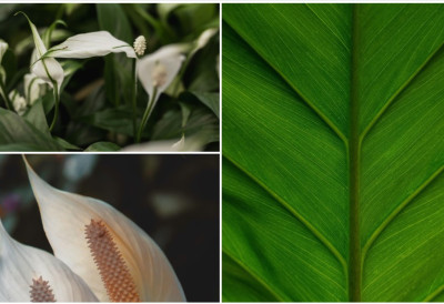 Не зове је наш народ за џабе "ЖЕНСКА СРЕЋА" Ова прелепа биљка привлачи ЉУБАВ, СКЛАД У БРАКУ и СРЕЋУ ЖЕНАМА Ево шта значи кад се поклони НЕУДАТОЈ ДЕВОЈЦИ