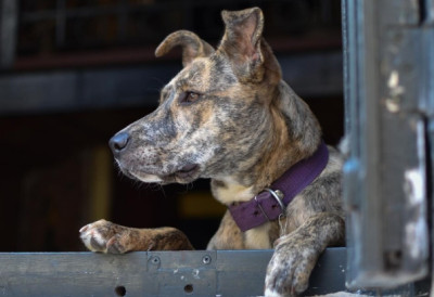 Постоји ли начин да му се олакшају претужни и тегобни старачки дани? ПАС НАЛИК НА КОСТУРА ТУМАРА УЛИЦАМА ЖЕЛЕЗНИКА