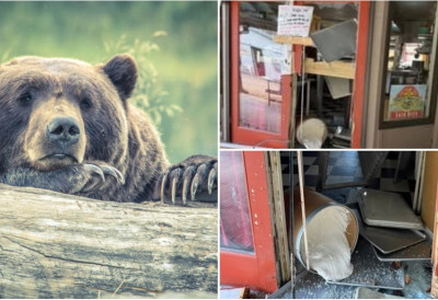 (ФОТО) Разбио стакла, преврнуо полице! КАДА МЕДИ ПАДНЕ ШЕЋЕР: Четири пута ОПЉАЧКАО ИСТУ ПРОДАВНИЦУ СЛАТКИША