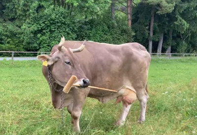 (ВИДЕО) ВЕРОНИКА, ПАМЕТНА КРАВА КОЈА ЈЕ ШОКИРАЛА НАУЧНИКЕ! Веровали, или не, она користи алат, ЕВО с којим циљем