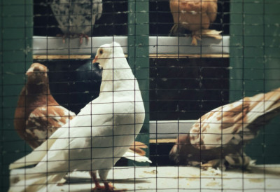 ПРЕДСТОЈЕ ТРИ ДАНА САЈМА ПЕРАДАРСТВА У СОМБОРУ За најмлађе карте БЕСПЛАТНЕ, најављен ВЕЋИ број животиња!