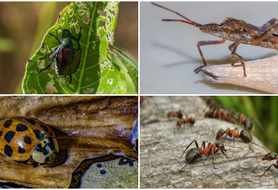 ИНСЕКТИ УГРОЖАВАЈУ ИНСЕКТЕ Нису само људи жртве инвазивних врста, многе “увозне“ бубе насрћу на своје питомије, домицилне рођаке