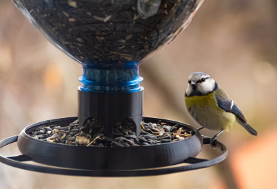 (ФОТО) САТ ВРЕМЕНА ЗА ПТИЦЕ Придружите се акцији „Птице моје хранилице“ од 16. до 18. јануара