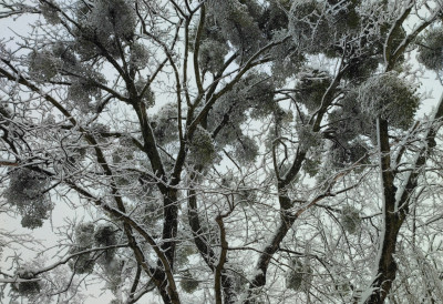 ЊЕНЕ БОБИЦЕ СУ ОТРОВНЕ, А ЛИСТОВИ ЛЕКОВИТИ Ова ПАРАЗИТСКА биљка даје чај који је добар за срце и дијабетес
