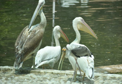 (ВИДЕО) ОВО ЈЕ НАЈМЛАЂИ СТАНОВНИК БЕОГРАДСКОГ ЗОО-ВРТА Голуждрави пеликан већ је права звезда – лепо напредује ручкајући свежу рибу