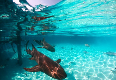 РОНИЛАЦ И РИБОЛОВАЦ У ЈАДРАНСКОМ МОРУ СНИМИО РЕТКУ АЈКУЛУ Воде Милочера посетила флуоресцентна „зверка”, и то у оваквом плићаку