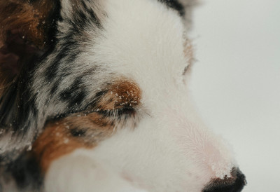 120 евра пореза за првог пса! ДРЖАВНИ НАМЕТИ ГУШЕ ВЛАСНИКЕ КУЋНИХ ЉУБИМАЦА Рекордно напуштање животиња у Аустрији