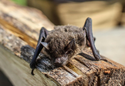 УЈЕО ГА СЛЕПИ МИШ док је седео у дневној соби! ДРАМА У ЗЕМУНУ: Покушао сам да га УХВАТИМ, угризао ме је кроз папир!
