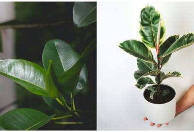 ПРОГЛАШЕНА ЈЕ НАЈБОЉА БИЉКА ЗА 2026.  У српском језику се његов назив користи за досадне или послушнике! Лепе естетике, а савршено чисти ваздух! Ово је правилна нега