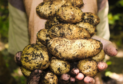 ПОПЛАВА КРОМПИРА ЗАДЕСИЛА ПРЕСТОНИЦУ! Род надмашио апетит – љубитељи кртоле носили је „за џабе” у врећама, кантама, ручним колицима...