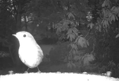 НЕМОГУЋЕ ДА ГА НЕ ВИДИТЕ Камера на хранилици за птице снимила језив призор у позадини АЛАРМИРАНО ЉУДСКО ПРИСУСТВО