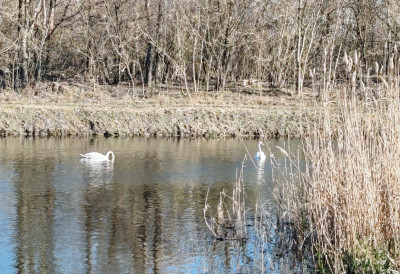 ПТИЧЈИ ГРИП ПОТВРЂЕН У ПОДРАВИНИ, ХОЋЕ ЛИ УЋИ У СРБИЈУ? Ево која га врста преноси; ПОЉОПРИВРЕДНИЦИ, ЧУВАЈТЕ ЖИВИНУ