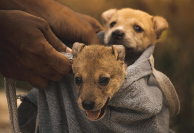 Монструозно! КУЈИ ВЕЗАЛИ ЗА ГЛАВУ ЏАК Ево шта је, сирота, вукла за собом ИМА ЛИ ЉУДИ КОЈИ БИ ЈОЈ ПОМОГЛИ?