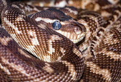 ГОРЕ ОД НОЋНЕ МОРЕ! Пробудила се са питоном на грудима, огромна змија увукла се кроз прозор!