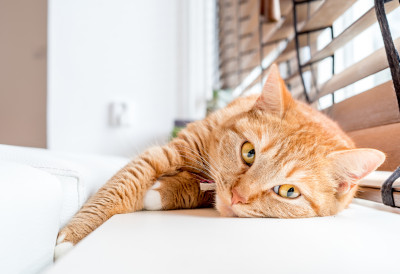 (ФОТО) УПОЗНАЈТЕ МЈАУРИСИЈА, МАЧКА СА РАДНОМ КЊИЖИЦОМ Прича која је разнежила интернет