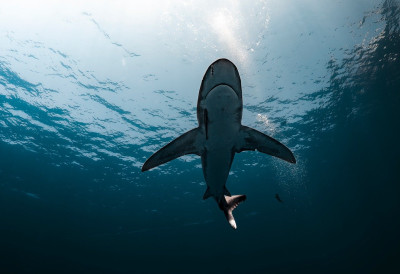 АЈКУЛЕ НИКАД АГРЕСИВНИЈЕ, ЕВО ЗБОГ ЧЕГА СУ НАВАЛИЛЕ НА ЉУДЕ!  У Аустралији улазак у океан велики ризик!