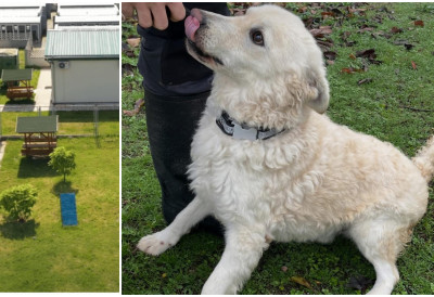 УДОМЉЕНО 15 ПАСА ТОКОМ ЈАНУАРА ИЗ ПРИХВАТИЛИШТА „ЗООХИГИЈЕНЕ” Година је почела добро, наставити у истом ритму