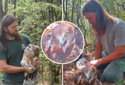 ОВО СЕ У СРБИЈИ РАДИ ЈЕДИНО НА ВРШАЧКИМ ПЛАНИНАМА Сателитско обележавање ОРЛА ЗМИЈАРА - Тајне миграције које спајају Европу и Африку