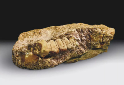 (ВИДЕО) ПРОНАЂЕН ЈЕДИСТВЕНИ ПРИМЕРАК ЋИЛИБАРА СТАР 50 МИЛИОНА ГОДИНА Велико откриће у Русији, ево како је један инсект постао нова археолошка атракција