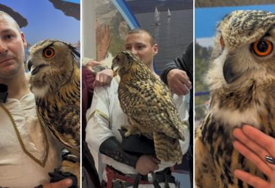 (ВИДЕО) СИБИРСКА УШАРА ВАЈТИ ГЛАВНА АТРАКЦИЈА САЈМА ТУРИЗМА У БЕОГРАДУ Симбол мудрости и лепоте