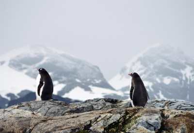 ФАТАЛАН ПТИЧЈИ ГРИП ПРЕТИ ДА ЗБРИШЕ ЖИВОТ НА АНТАРКТИКУ Стопа смртности и до 100 одсто