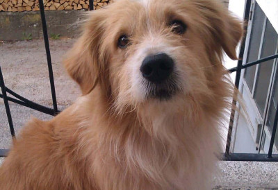 „Нема више нашег Лаза“ ПРЕМИНУО ОМИЉЕНИ ГРАДСКИ ПАС Туга у Пљевљима: СВИ ГА ХРАНИЛИ И ВОЛЕЛИ, а он им узвраћао на најлепши начин