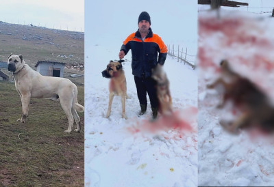 Зарастају ране јуначке! АЈАЗ С ПЕШТЕРА УСПЕШНО СЕ ОПОРАВЉА НАКОН ШТО ЈЕ ПОБЕДИО ВУКА Пас херој поново дане и ноћи проводи чувајући своје стадо (ФОТО)