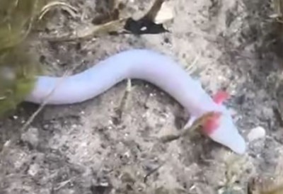 (ФОТО) ЧОВЕЧЈЕ РИБИЦЕ ЗАВРШИЛЕ НА ПОВРШИНИ Дуготрајне падавине их истерале из природног станишта