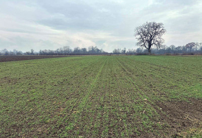 СТАЊЕ СТРНИХ ЖИТА ЗАДОВОЉАВАЈУЋЕ Пшеница у Моравичком округу након температурног ролеркостера одолева