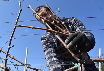 (ВИДЕО, ФОТО) КО ЗНА ДА ОРЕЗУЈЕ ВОЋЕ, ЗАРАДИ 80 ЕВРА НА ДАН Кад је сезона у пуном јеку, стручњаке зову са свих страна