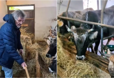 (ВИДЕО) Тајна сира и кајмака са Мећавника ОВО СУ КРАВЕ О КОЈИМА ЛИЧНО БРИНЕ ЕМИР КУСТУРИЦА