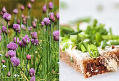 ЧУВА ВИД, ПАМЋЕЊЕ И КОСТИ, ШТИТИ ОД РАКА Дивља биљка злата вредна почиње да расте већ крајем фебруара