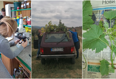 На бази информација из хербаријума Андреја Волног БИОЛОЗИ СА НОВОСАДСКОГ ПМФ-а ИСПИТУЈУ СВАКИ ГРОЗД ФРУШКОГОРСКЕ ЛОЗЕ КАКО БИ ОТКРИЛИ ТАЈНЕ СТАРЕ ВИШЕ ОД 200 ГОДИНА