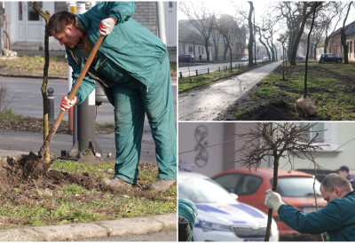 (ФОТО) СТО НОВИХ САДНИЦА ЗА ГРАДСКО ЈЕЗГРО У СОМБОРУ Најзеленији град добија нова стабла, ево где ће никнути