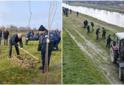 (ФОТО) НА ВЕЛИКОМ БАЧКОМ КАНАЛУ У ЦРВЕНКИ ЗАСАЂЕНО 200 САДНИЦА, НИЧЕ И 60 ПЕЦАРОШКИХ МЕСТА "Воде Војводине" у акцији, засађен сибирски брест