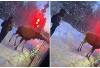 (ВИДЕО) НЕСВАКИДАШЊИ ПРИЗОР! Животиња чекала аутобус као путник и покушала да уђе у возило! И ПРОЛАЗНИЦИ били у шоку