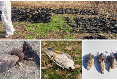 ТРОВАЊЕ И КРИВОЛОВ НЕ ЈЕЊАВАЈУ! Извештај Друштва за заштиту и проучавање птица открива размере уништавања