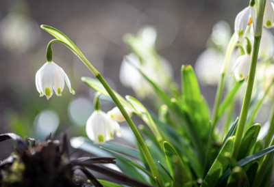 БАШТЕ СЕ ВЕЋ ЗАБЕЛЕЛЕ ОД ВИСИБАБА: МИРИШЕ НА ПРОЛЕЋЕ, АЛИ ЈЕДАН ДЕТАЉ МОЖЕ ДА ЗАБРИНЕ Који нам знак шаљу кад процветају у фебруару?