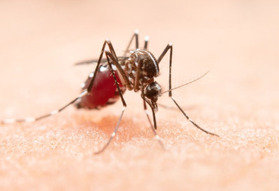 ТРОПСКА БОЛЕСТ КОЈА ИЗАЗИВА ЈАКЕ БОЛОВЕ У ЗГЛОБОВИМА ЗАХВАТИЛА И ЕВРОПУ Док кажеш „чикунгуња”, већ ће бити присутна у 29 земаља