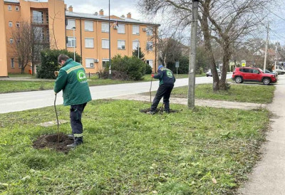 (ФОТО) УРЕЂУЈЕ СЕ БАЧКА ЛЕПОТИЦА Нова стабла и саднице широм Сомбора – „ЗЕЛЕНИЛО“ НАСТАВЉА АКЦИЈУ САДЊЕ